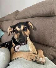 Glückliche Hundepfoten by Catrin Hendl-viel mehr als nur Hundetraining Bild 12