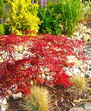 Landschaftsbau Nord Bild 17