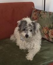 Le Salon des Stars image 2