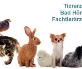 Tierarztpraxis Dr. Marina Frenk Fachtierärztin für Tierchirurgie Bild 2