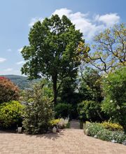 Nadrowski Baumdienst Bild 6