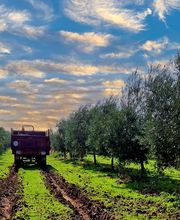 7000 Olivas imagen 1