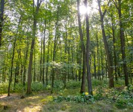 Die Sonne scheint durch das Blätterdach im FriedWald Waldenburg