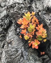 Centro ROSSOVULCANO - Lorenza Manetti Bild 2