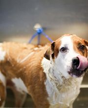 Animal Hospital of Dunedin image 6