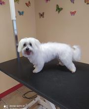 AU TOUTOU MARANS image 15