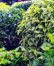 DZ Hauswartung und Gartenunterhalt Bild 2