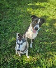 Bien dans ses Pattes image 3