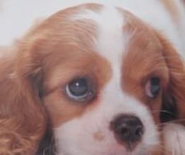 Lady Chiens image 8