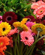 Atelier Cagna-Fleurs Bild 7