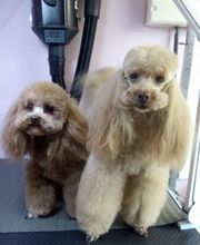 À la Maison du Toilettage image 10