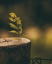 Mindsetcoach - Nicole Sandri Bild 2