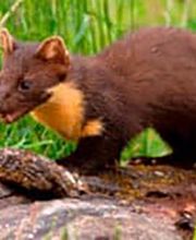 Fürst Schädlingsbekämpfung Bild 6