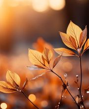 achtsam bestatten GmbH – vormals Sandro Lüthi Bild 5