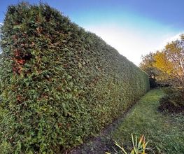 Hecke.jpg
