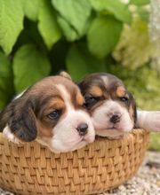 La Pouponnerie image 7