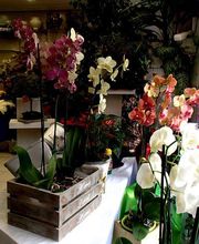 flores-ana-venta-03.jpg