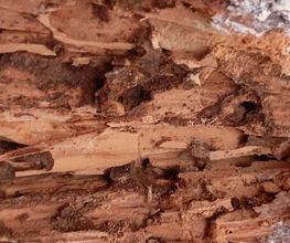 Protection Termite image 13