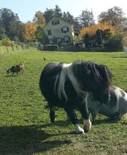 Restaurant Blüemlisalp Bild 6