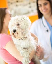 Serveis Veterinaris Esparreguera imagen 4