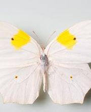 Naturhistorisches Museum Bern Bild 13