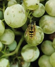 Champagne Gautherot image 8