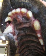 Dierenarts Meemortel De