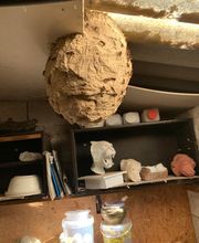 André Dit gallas Olivier image 1