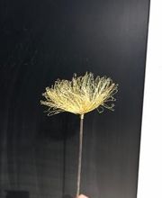 Blumen Meyer Bild 8