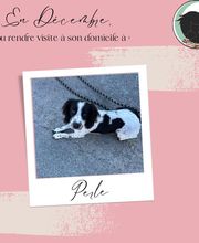 Equi'Canis Comportement image 1