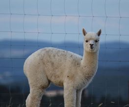 Hocheifel Alpakas Bild 14