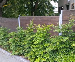 Braun Gartenbau AG Bild 3