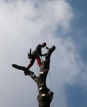 Rochefort Bois image 9