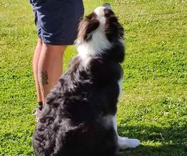 Educ Love Dog image 4