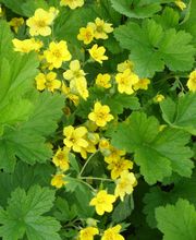 Staudengärtnerei David Müller Bild 73