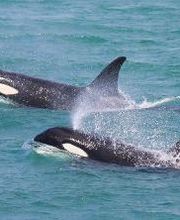 Turmares Tarifa imagen 2