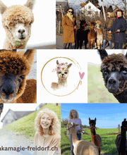 Karin Isch - inner balance coaching - und Wohlfühl-Erlebnisse mit Alpakas Bild 3