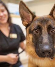 Sangaree Animal Hospital image 5