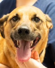 Family Pet Clinic Southampton image 5