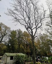 Arbocaria image 3