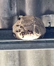 CLG Nuisibles image 6