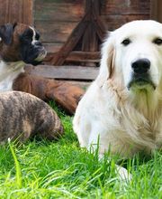 Tierarztpraxis Thurmading Bild 1