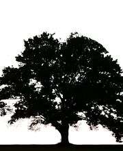 Siebenthaler Dental Center image 3