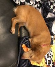 Parkwood Animal Hospital & Boarding image 16