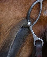 Centre Equestre Du Soularac image 3
