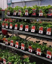 Villaverde Rocchietta Jardinerie Animalerie Le Beausset image 9