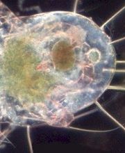 Desinfexion Service Sàrl Bild 8