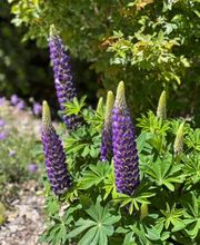Jacobs Berry Farm image 11