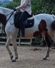 Marianne's Reiten Bild 3