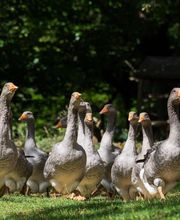 TERRES DU PERIGORD SA image 3